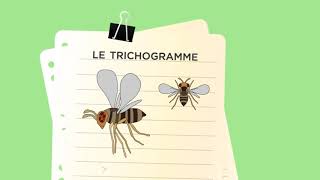 Comment agissent les trichogrammes pour lutter contre les ravageurs : exemple avec Trichotop Max