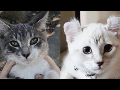 Video: Polydactyl Cats: mačke z dodatnimi prsti