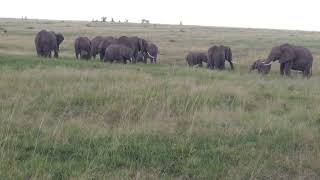 Elephants on the Mara plains @explorewildlifeafrica-adve917