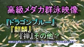 高級メダカ群泳映像 麒麟 全 ドラゴン ブルー 皇帝 海月 紅葉 幹之 Youtube 高級メダカ群泳映像 麒麟 全 ドラゴン ブルー 皇帝 海月 紅葉 幹之 Youtube