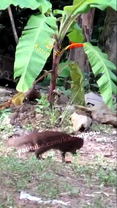Ayam Kampung & Garangan