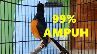 Download Lagu Suara SEPERTI ini yang malah JADIKAN Murai batu APAPUN  NYAUT NGEPLONG dan Bongkar SANTAI MP3