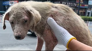 Kind couple saves dying stray dog, giving him a chance at life!  Episode 1