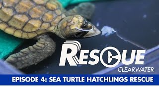 Sea Turtle Hatchling Rescue - Rescue-Clearwater Season 1: Ep. 4