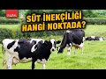 Süt inekçiliği hangi noktada? | Üreten Türkiye | Cenk Özdemir  #CANLI
