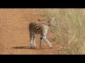 The Serval