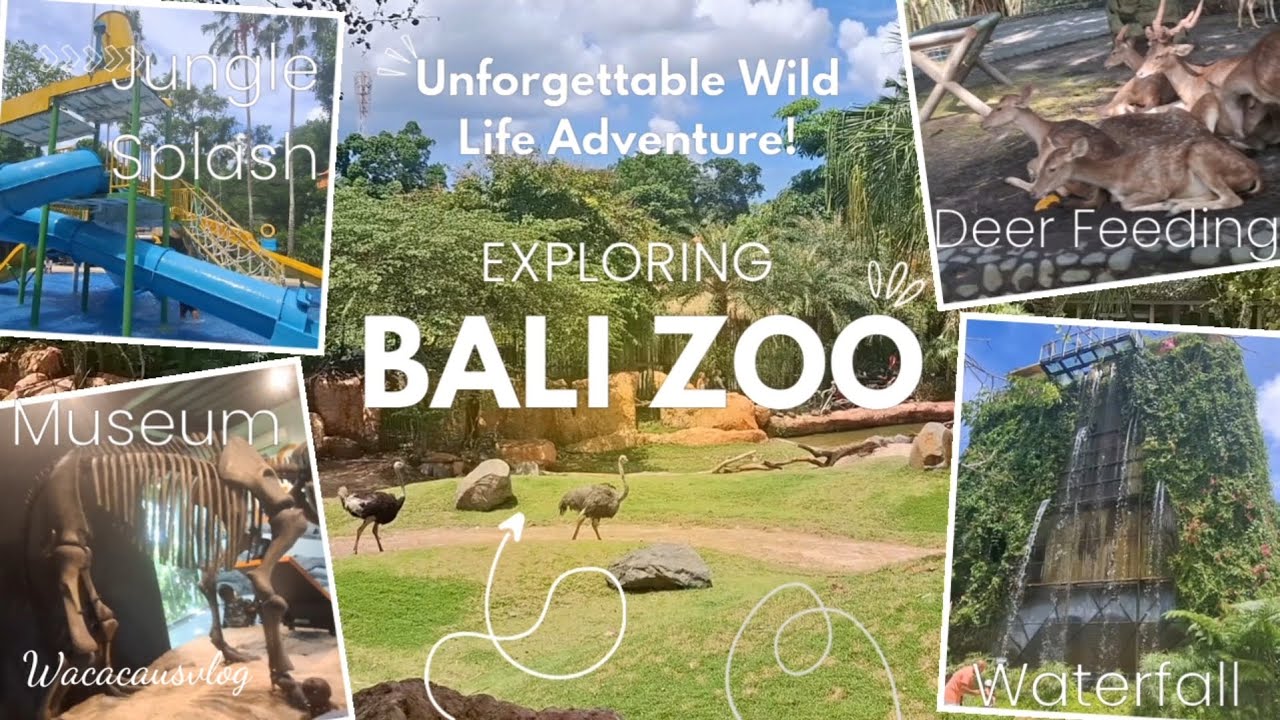 Bali Zoo | Unforgettable Wild Life Adventure!