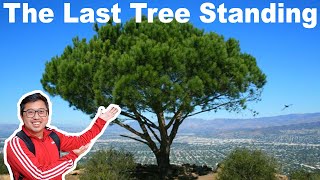 The Last Tree Standing (Wisdom Tree) | Popular Hiking Trail in Los Angeles/Hollywood