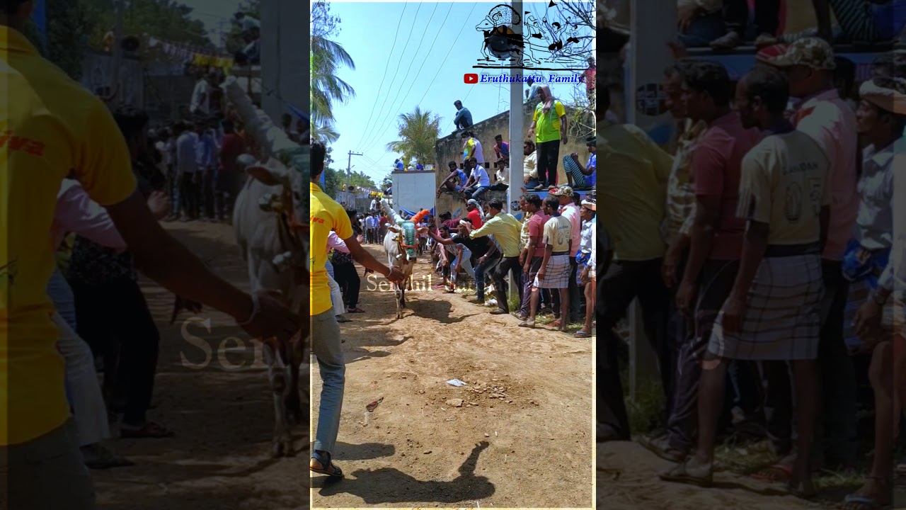 Pulsar Bull Mass Running Video 💥