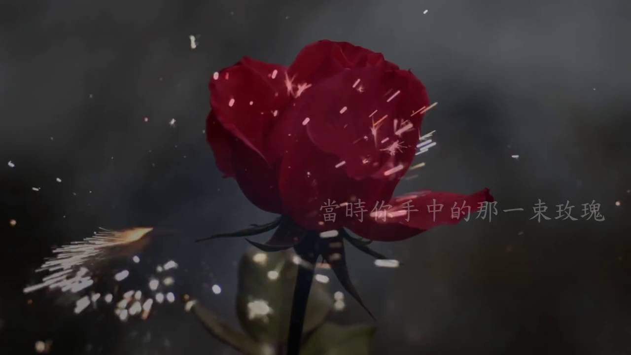 G E M 鄧紫棋 紅薔薇白玫瑰 Fan Make Lyrics Video Youtube