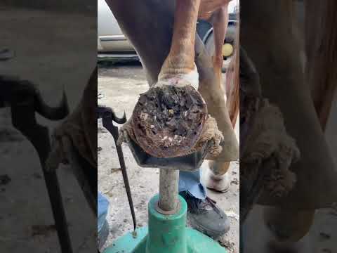 Stuck in the Mud #farrier #horse #satisfying #texas #asmrvideo #cleaning