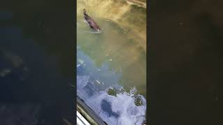 Giant Otters 2 at Zoo Atlanta