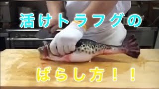 活けトラフグのばらし方