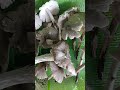 Kabuting Maramihin ika! Sarap ng kain mmya.