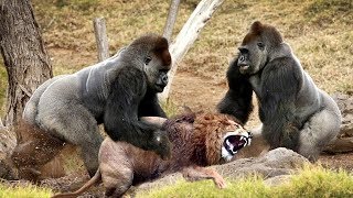 LIVE: Discovery Wild Animals - Two Gorillas Fighting With Lion - Animals Documentary 201̣9 LIVE: Discovery Wild Animals - Two Gorillas Fighting With Lion - Animals Documentary 201̣9