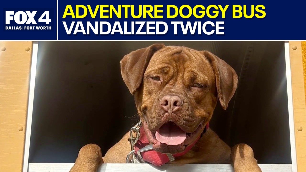 Adventure Doggy bus vandalized – twice - YouTube