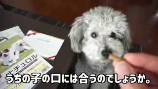 🐶 【ドックフード】愛犬と20歳を目指せる？！ナチュロルを試食させてみた。 【dog】【toy poodle】