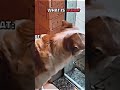#funny #music #aura #cat #cool not mine only for entertainment purposes