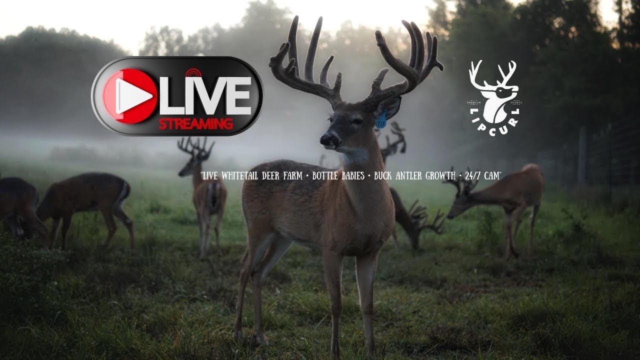 🦌 Velvet to Rut: Watch the Wild Story Unfold - Live Deer Cam 24/7