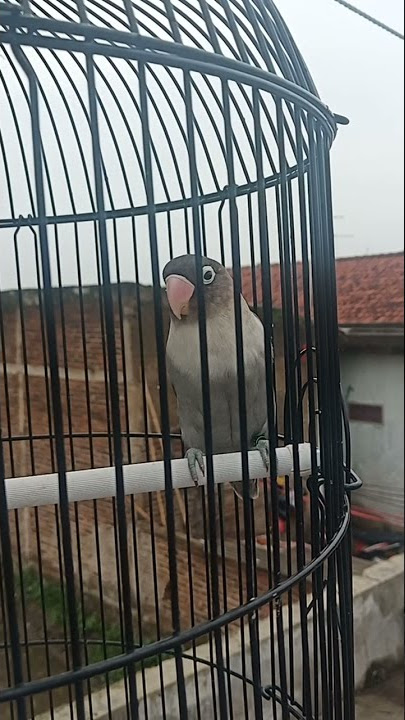 Lovebird Ngetik Ngekek Full Emosi Tinggi