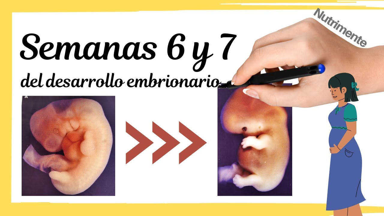 Sexta y Séptima Semanas Del Desarrollo Embrionario Humano o semanas 8 y