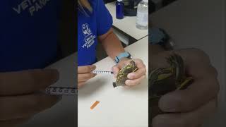 Baby Turtle Treated for Pneumonia by Veterinarian