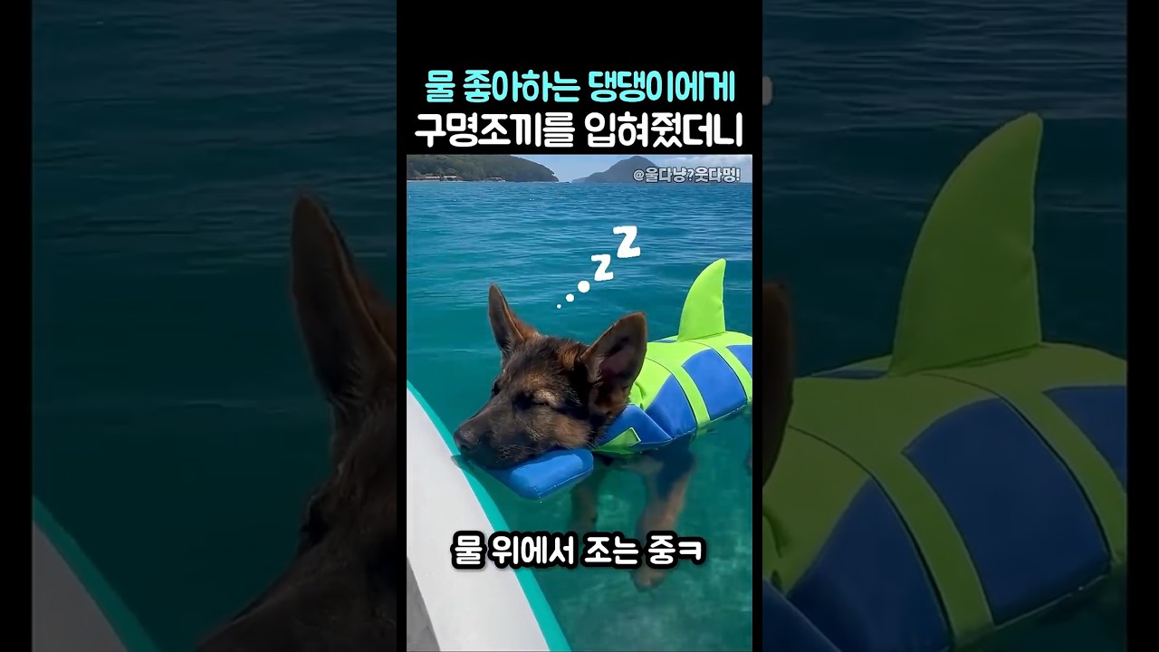 물에서 자는 댕댕이