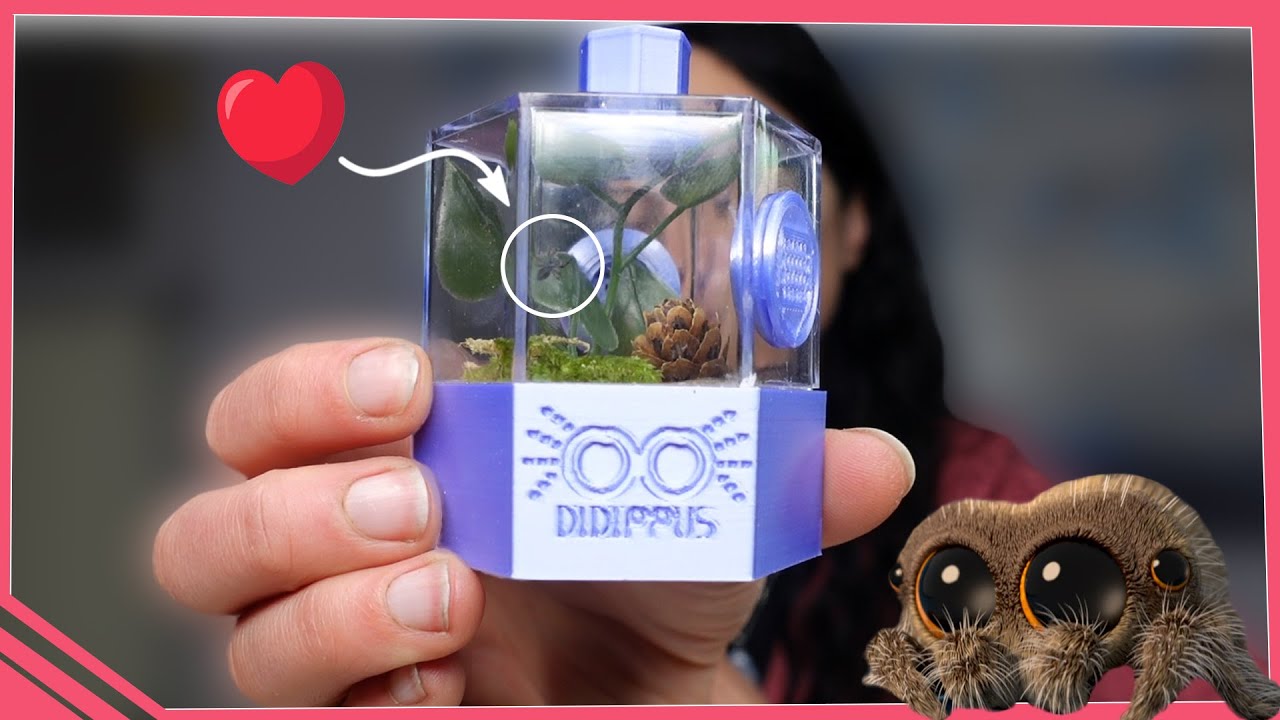 Parce qu'adopter une araignée peut-être trop Kawaii !! (Phidippus regius)