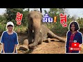 สองสาว...จะขึ้น❗️ไหวมั้ย ช้างตัวสูงใหญ่ ไปลุ้นกัน!!