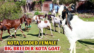 Big Breeder Kota Goat & Loded Female 2 Kid's Dene Wali At Majid Goat Farm