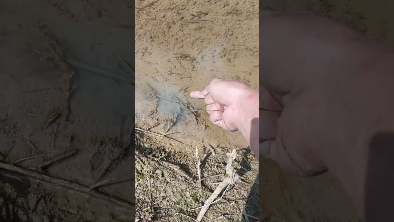 lubang belut dan belut yang aneh 