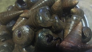 TIKAY TV MIX is live! Cleaning Bagungon Shell#bagungon