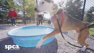Dogs Playing for Life: Turning Shelter Stress into Second Chances | SPCA Cincinnati