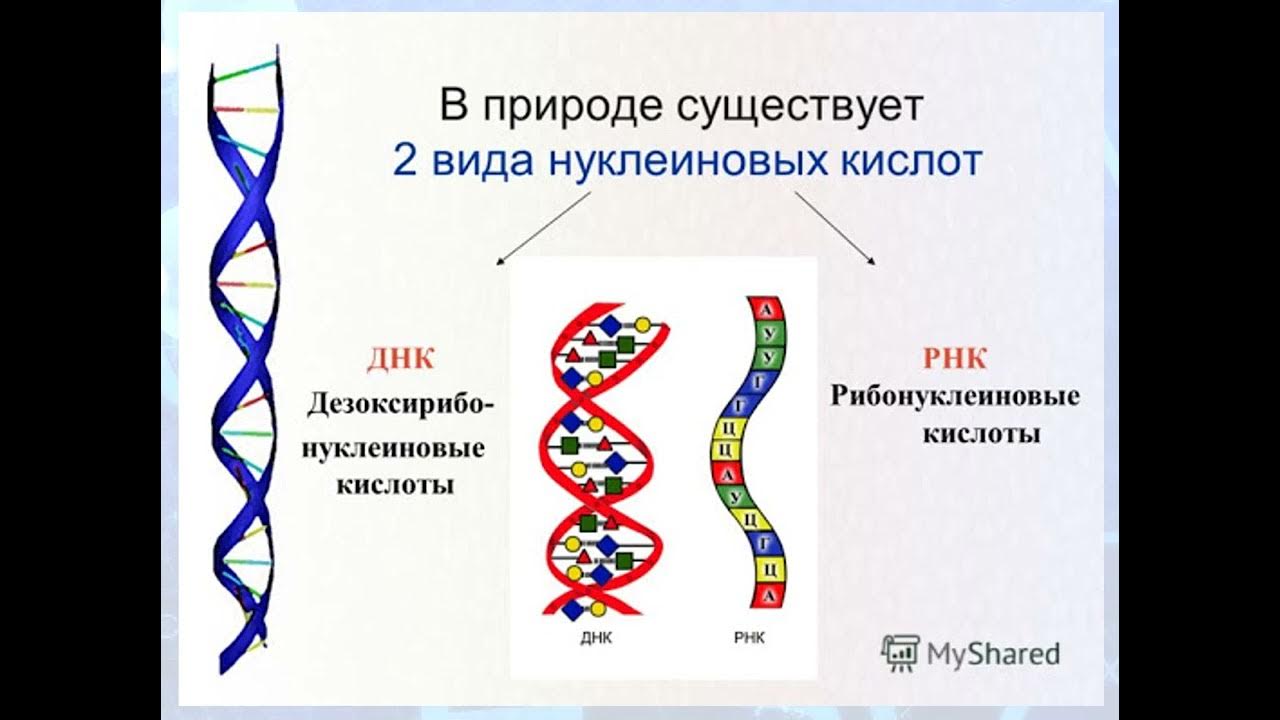 Белки и рнк входят. Функции нуклеиновых кислот ДНК И РНК. Строение нуклеиновых кислот ДНК И РНК. Нуклеиновые кислоты ДНК рисунок. Схема строения нуклеиновых кислот ДНК И РНК.