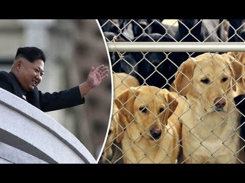 BREAKING North Korea Is Confiscating Its Citizens' Pet Dogs (for Execution)