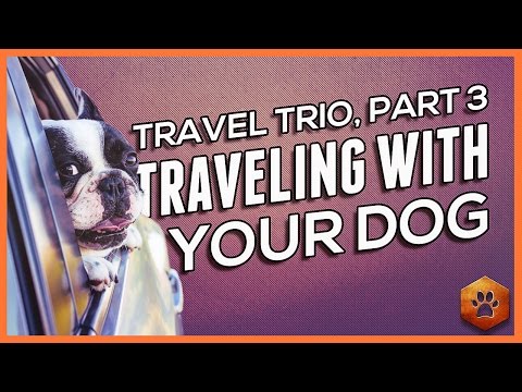 Video: Pet Travel 101: Ko katram Savvy Dog īpašniekam vajadzētu zināt