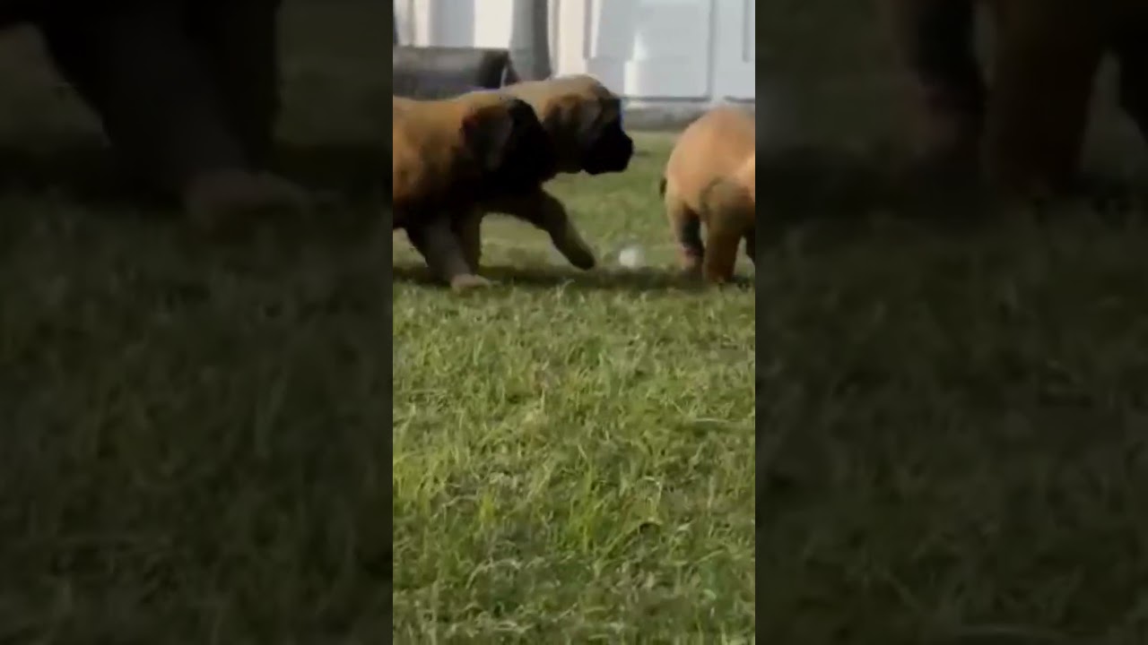 English Mastiff Available For Sale 9785102099 Delivery Available.