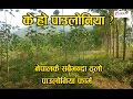 नेपालमा पाउलोनियाको व्यावसायिक खेती || Paulownia Cultivation in Nepal