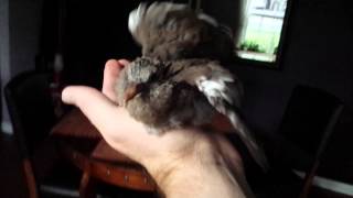 What do baby doves taste like?