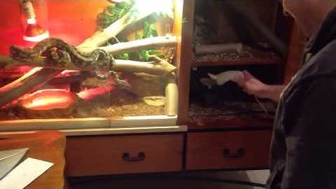 Darwin carpet python feeding.
