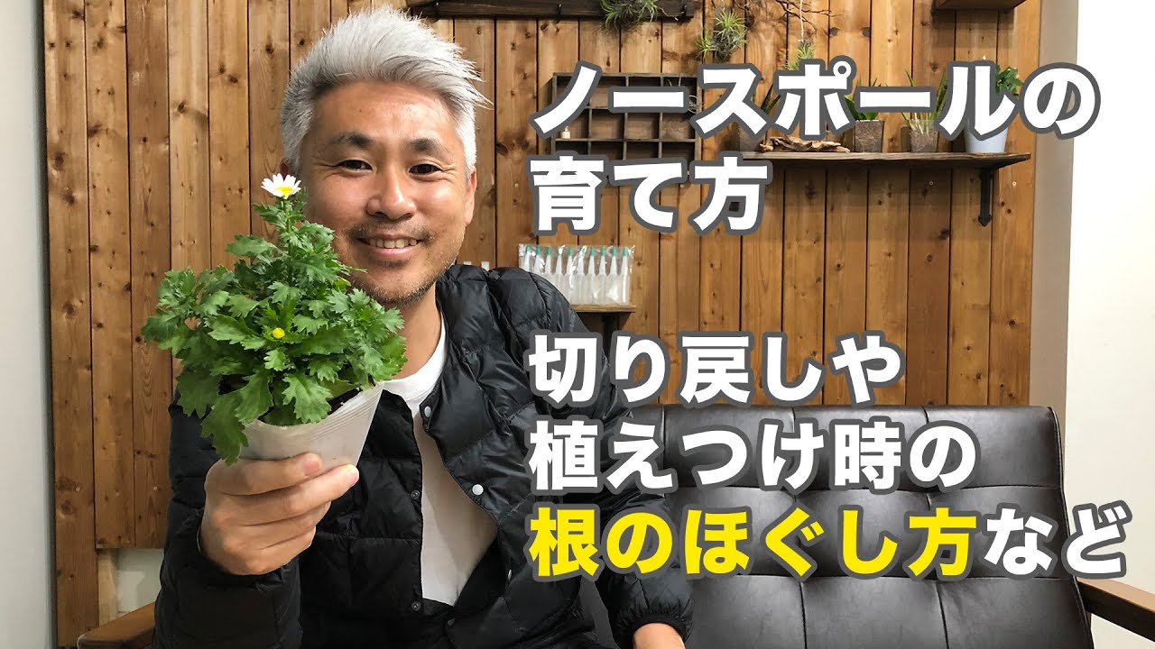 ノースポールの育て方 切り戻しの上手な方法や植え方 株の選び方や病害虫に関しても Youtube