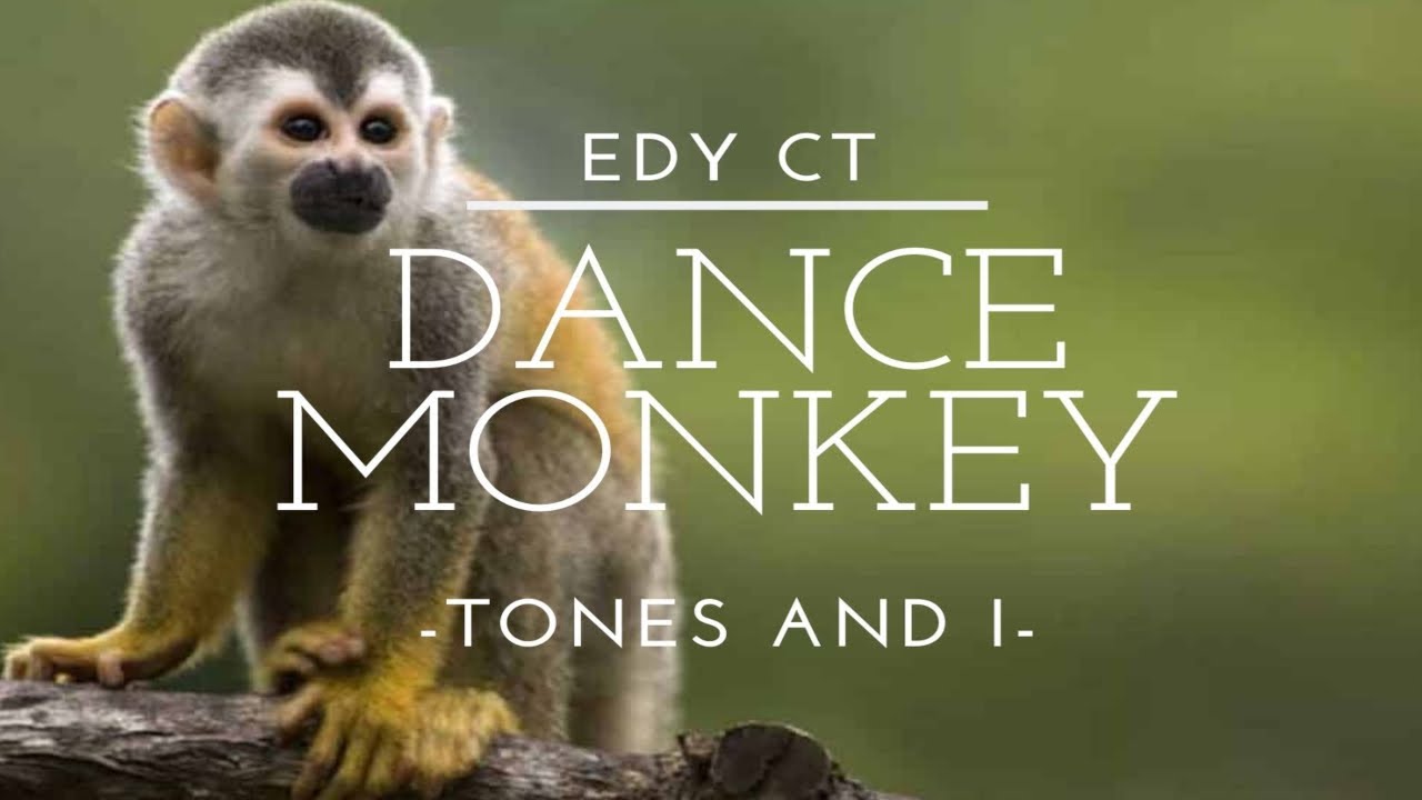 Dance Monkey. The best Monkey. Dance Monkey Lyrics. Best Cover of Monkey Dance. I can dance chimp
