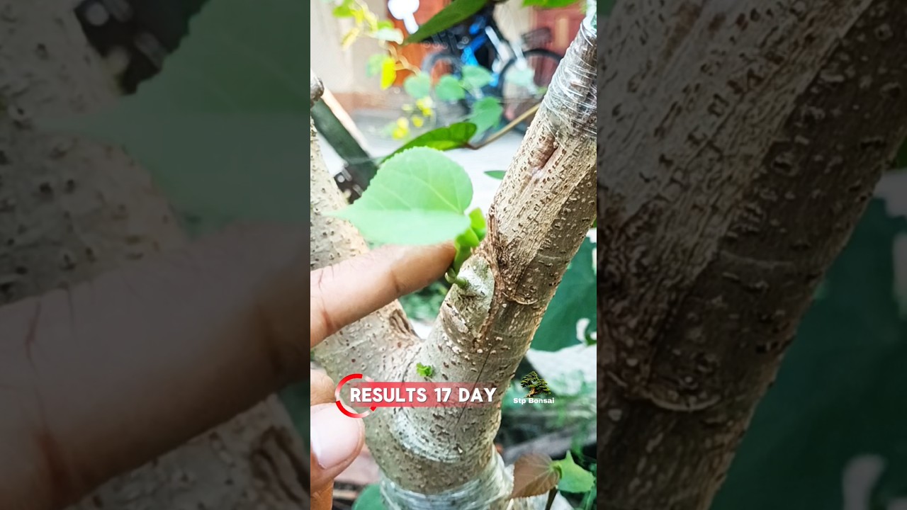 Beautiful grafting after 17 day 🌿🌳 #garden #gardening #plants #nature #craft #diy #grafting