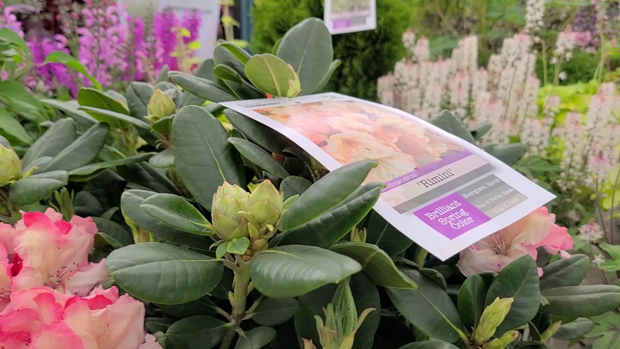 Rhododendron 'Rimini' // Compact Flowering Evergreen
