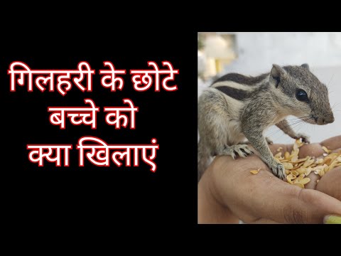 वीडियो: क्या गिलहरी चिड़िया के बच्चे को खा जाएगी?