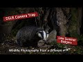 DSLR Camera trap - Late Summer Badgers