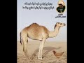 قصيده الدجاجه والناقه من روائع الشاعر الراحل ادريس الشيخي 