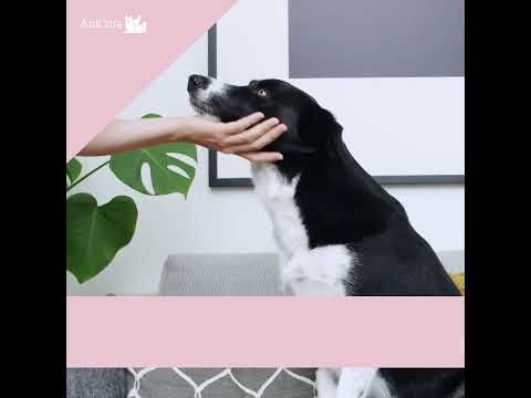 Video: Hvordan Passe ørene Til En Kinesisk Crested Hund