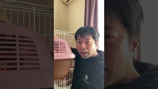 【現状報告】UZU家　子猫ちゃんお迎え準備！