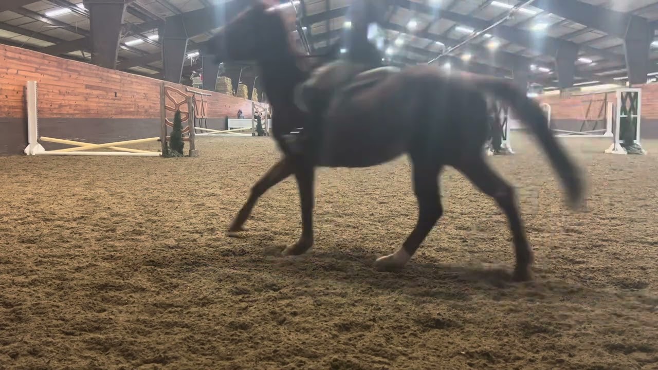 Bella Scott & You are My Sunshine — Canter Crossrail — Chagrin Valley farms 